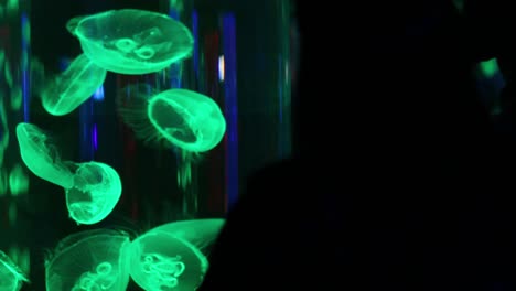 Jellyfish-in-a-colourfully-lit-aquarium,-with-silhouettes-of-people-looking