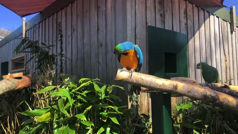 Blue-and-yellow-Macaw-Perching-On-A-Bird-Wood-Perch-In-Longleat,-A-Famous-Safari-Park-In-Warminster,-UK---slow-motion