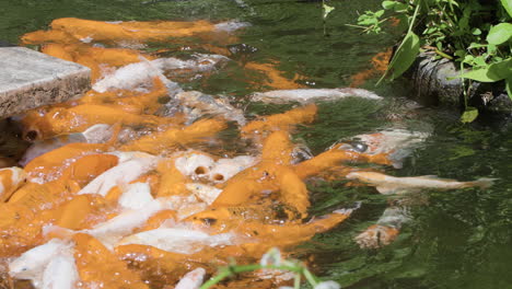 Peces-Koi-Alimentados-Por-Personas-En-El-Safari-De-Bali-Y-El-Parque-Marino-De-Siangan