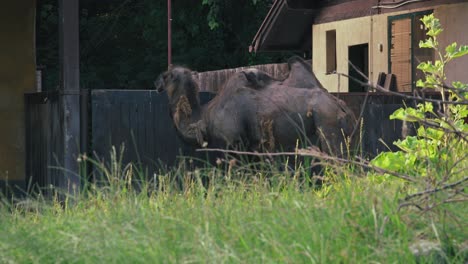 Camel-standing-in-a-fenced-area-near-a-building