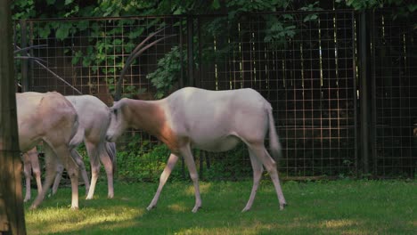 Herd-of-scimitar-oryx-in-a-grassy-zoo-enclosure