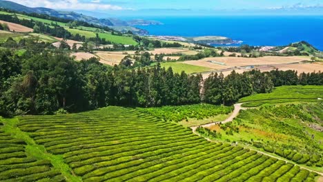 Aerial-of-colorful-tea-plantation-Cha-Gorreana-by-ocean-at-the-Azores