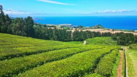 Close-aerial-pull-out-of-green-coastal-tea-plantation-rows-at-Azores