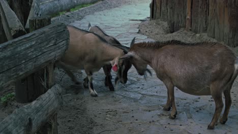 Group-of-goats-in-their-enclosure-at-zoo