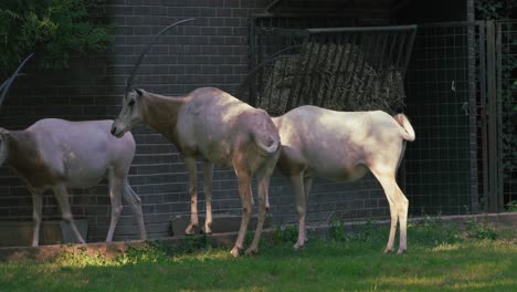 Antelopes-walking-near-a-brick-building-with-hay-feeder