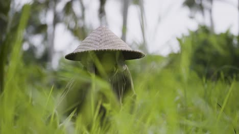 Agricultor-De-Arroz-Trabajando-En-Un-Exuberante-Campo-Bali,-Usando-Sombrero-Tradicional-Y-Ropa-Verde