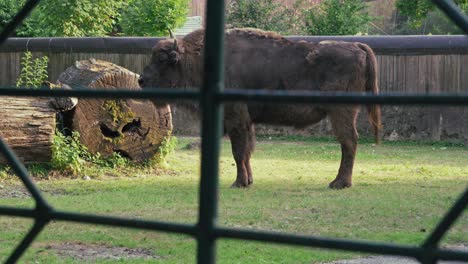 Bison-standing-in-a-grassy-enclosure-viewed-through-a-fence