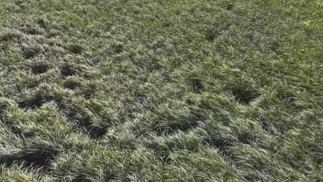 Vegetación-Durante-La-Marea-Baja-En-La-Marea-Baja-En-Un-Estuario-En-El-Noroeste-Del-Pacífico