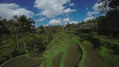 Lush-green-rice-terraces-in-Bali-under-a-vibrant-blue-sky