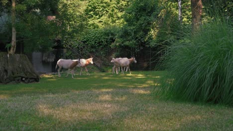 Group-of-antelopes-walking-in-a-grassy-enclosure