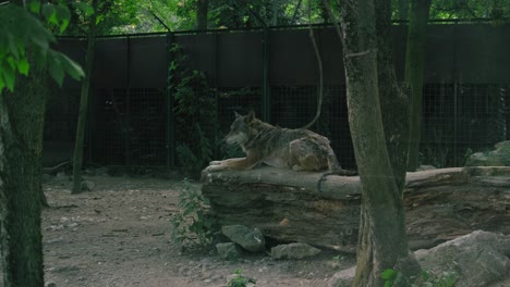 Wolf-resting-on-a-log-in-its-enclosure