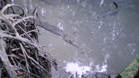 Los-Músculos-De-Los-Reptiles-Se-Ondulan-En-El-Agua,-ásperos-Y-Viejos,-Buscando-Comida-Con-Una-Fuerza-Incalculable.