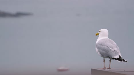 Gaviota-Blanca-Madura-Con-Vistas-A-La-Bahía-Con-Rocas-Y-Barco-En-Cámara-Lenta-De-Fondo-En-Gales,-Reino-Unido-4k