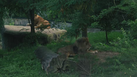 Lion-and-lioness-resting-in-a-lush-enclosure-at-zoo