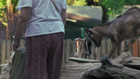 Ziegen-Interagieren-In-Der-Nähe-Eines-Baumstumpfs-Mit-Einer-Person-Im-Hintergrund-Im-Zoo-Von-Zagreb,-Kroatien