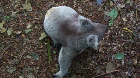 Close-up-shot-of-a-captivated-koala-,-walking-around-the-environment,-trying-to-jump-over-the-wall-from-the-ground,-attempting-to-escape-the-wildlife-enclosure