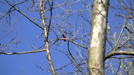 Zoomed-tracking-shot-of-vibrant-red-bird-resting-on-leafless-tree-branches