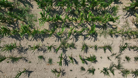 Birdseye-drone-shot-rising-above-a-cornfield,-in-dry-ground,-heatwave-damage