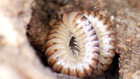 Close-up-footage-of-a-Julidae-millipede-on-wood-log