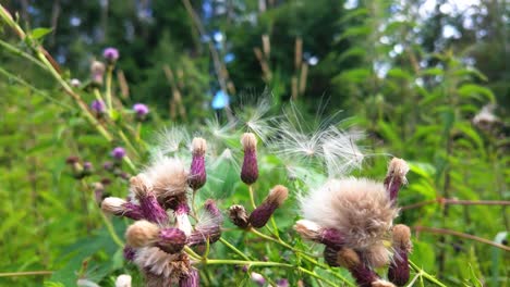 Thistle-flowers-releasing-seeds-in-a-lush-green-meadow