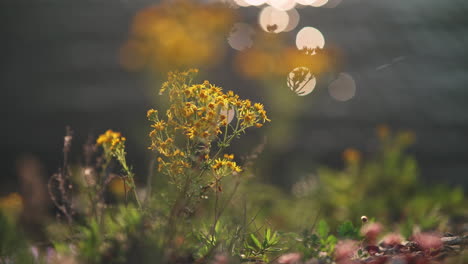 La-Luz-Brilla-En-El-Agua-Desenfocada-Con-Un-Pequeño-Ramo-De-Flores-Amarillas-En-El-Centro