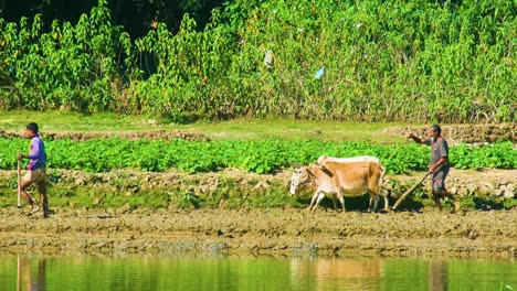 Hombres-Que-Utilizan-Vacas-En-Las-Zonas-Rurales-De-Bangladesh-Para-El-Antiguo-Método-De-Arado-Tradicional