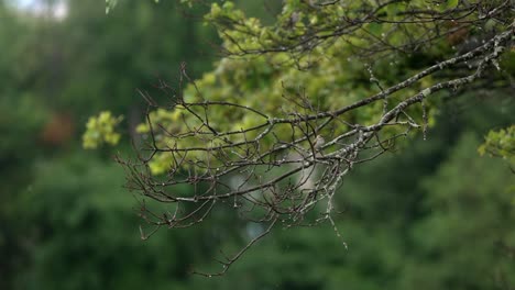 Statische-Zeitlupenaufnahme-Eines-Spatzen,-Der-Durch-Die-Äste-Eines-Baumes-In-Einem-üppigen-Wald-Navigiert