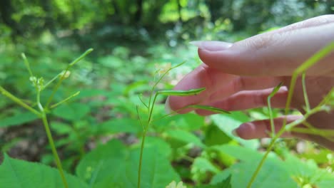 A-hand-gently-touches-Small-Balsam,-causing-it-to-shoot-seeds