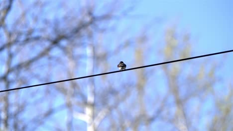 Slow-motion-handheld-footage-of-a-sparrow-resting-on-a-powerline