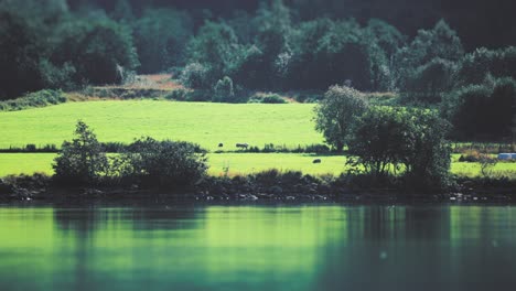 A-flock-of-sheep-on-the-lush-green-shores-of-Loenvatnet-lake