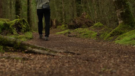 Low-angle-detailed-closeup-of-female-hiker-in-pants-walking-over-roots-across-dirt-and-moss-trail,-Kepler-Track-New-Zealand