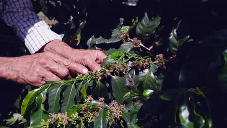 Hands-of-grower-show-parts-of-coffee-plant-at-plantation-in-Colombia