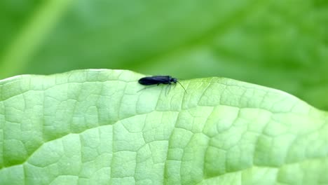 Black-rolled-winged-stonefly-walks-along-the-edge-of-a-green-leaf,-with-the-camera-following-it