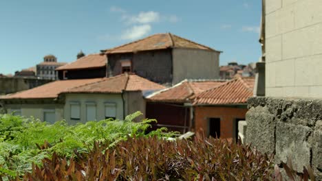 Pulling-in-the-focus-on-some-plants-in-the-foreground-of-some-old-buildings