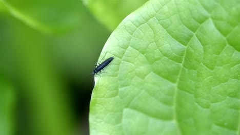 A-black-rolled-winged-stonefly-navigates-across-a-bright-green-leaf,-moving-from-the-upper-left-edge-towards-the-bottom