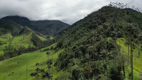 Aerial-rises-over-palm-trees-in-lush-green-scenic-Cocora-Valley,-COL