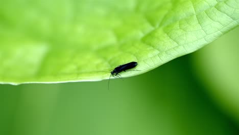 Black-rolled-winged-stonefly-walk-slowly-to-left-along-lower-edge-of-green-leaf,-with-camera-following-it