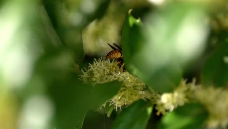 Rear-end-of-bee-with-front-half-obscured-by-leaf-as-it-gathers-nectar-from-delicate-flowers