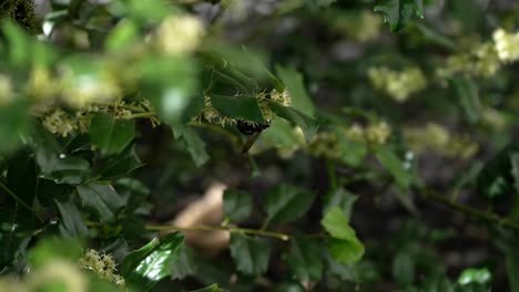 Biene-Sammelt-Nektar,-Da-Pollen-Am-Körper-Haften-Bleibt-Und-Sie-Kopfüber-Hängt-Und-Mit-Flatternden-Flügeln