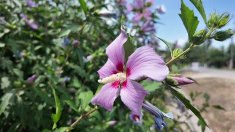 A-close-up-shot-of-a-pink-flower-with-white-center-blooming-on-a-green-bush-in-Crimea,-Russia