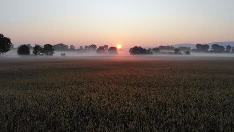 Flying-over-a-cornfield-towards-sunrise