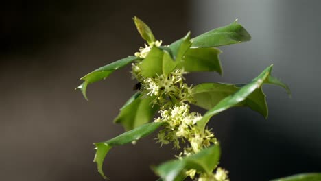 Blumenstrauß-Mit-Herauswirbelnden-Blättern-Und-Im-Schatten-Krabbelnden-Fliegen