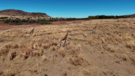 Majestic-Giraffes-in-their-natural-habitat,-journey-over-the-stunning-dry-savannah---captured-in-a-circular-motion-with-a-drone