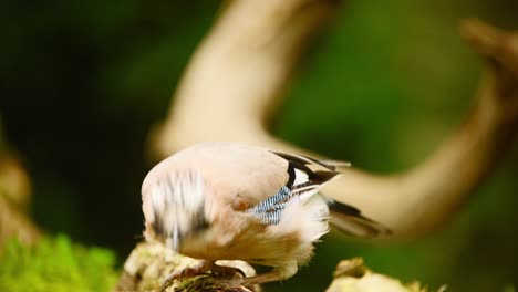 Eurasian-Jay-in-Friesland-Netherland-detailed-closeup-of-bird-angling-head-eating-on-branch