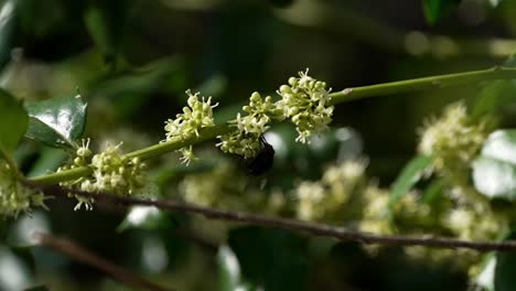 Fly-hangs-upside-down-walking-along-bunch-of-small-delicate-flowers-from-green-branch