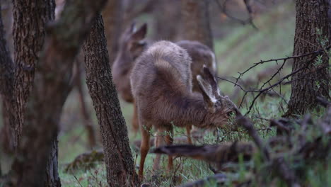 Rehkitze-Grasen-Im-Wald,-Tiere-In-Ihrem-Natürlichen-Lebensraum,-Berge-Von-Colorado,-USA