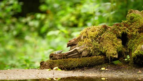 Common-Eurasian-Chaffinch-and-Great-Tit-in-Friesland-Netherlands-hop-and-fly-around-moss-covered-broken-log