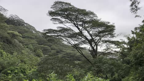 A-panoramic-view-of-a-lush-forest-canopy-in-Oahu,-with-towering-trees-and-dense-foliage