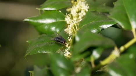 Makroaufnahme-Einer-Fliege,-Die-Auf-Blätter-Läuft-Und-Nektar-Von-Kleinen-Blüten-Isst