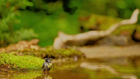 Tit-Azul-Euroasiático-En-El-Bosque-De-Frisia,-Países-Bajos,-Mueve-La-Cabeza-Mirando-A-Su-Alrededor-Mientras-Enjuaga-El-Cuerpo-Con-Plumas-Mojadas